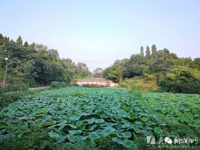 夹江这个村“一园生三金”