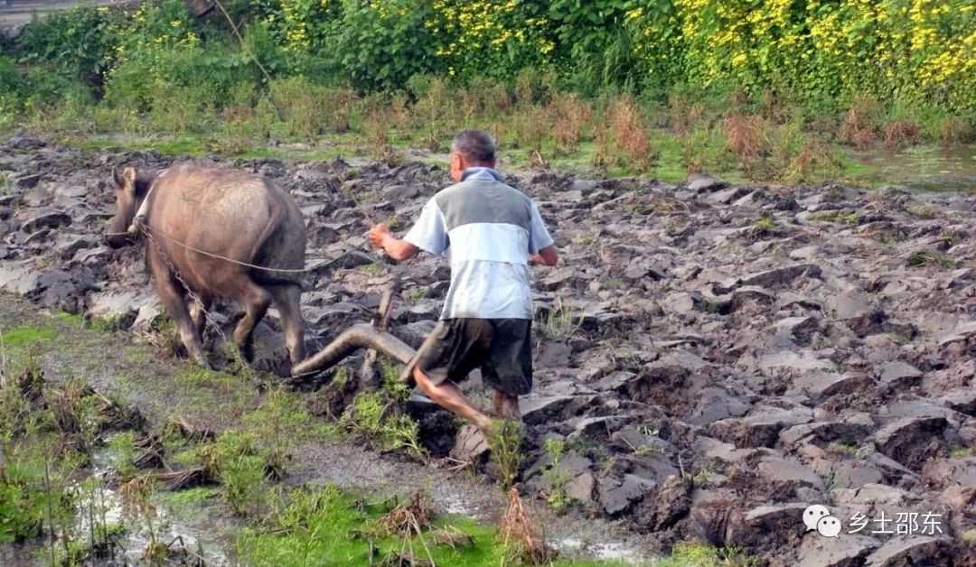 青未了电视剧的回忆,青未了童年掠影