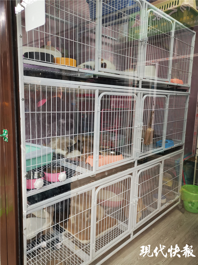 宠物店买的猫几天就死了怎么赔偿,宠物店买了个先天病猫能退吗