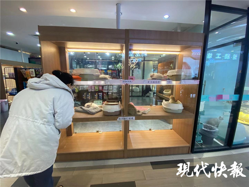宠物店买的猫几天就死了怎么赔偿,宠物店买了个先天病猫能退吗