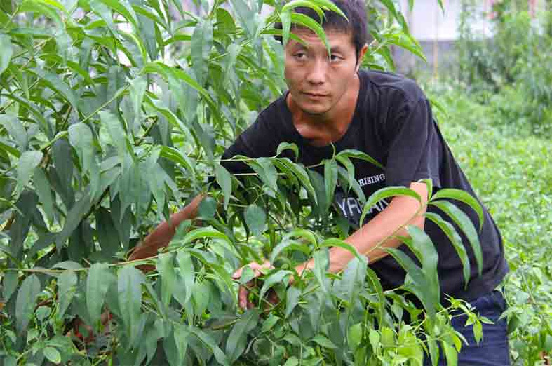 “桃”你欢心！秀山清溪邀你赏桃花、吃社饭