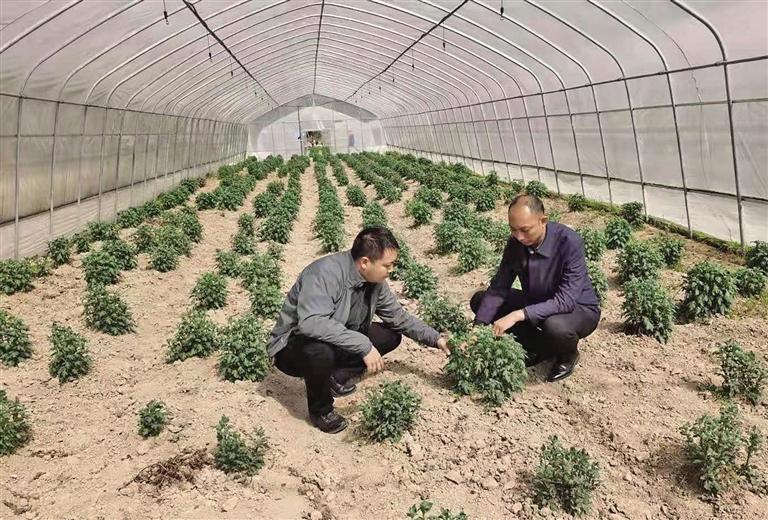 村里来了扶贫人,农村企业家带领全村致富