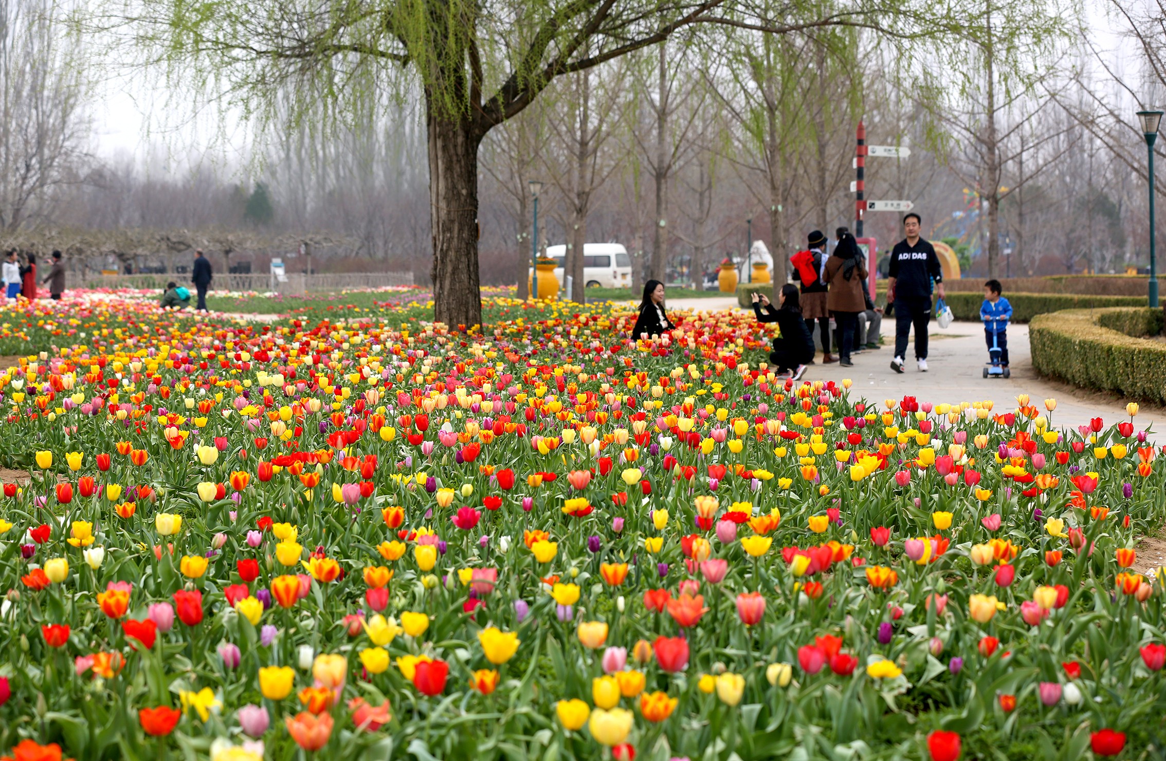 花事郁金香花开,郁金香鲜花朋友圈