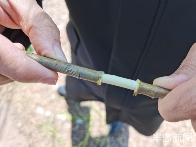 玩过“柳哨”的同学举手