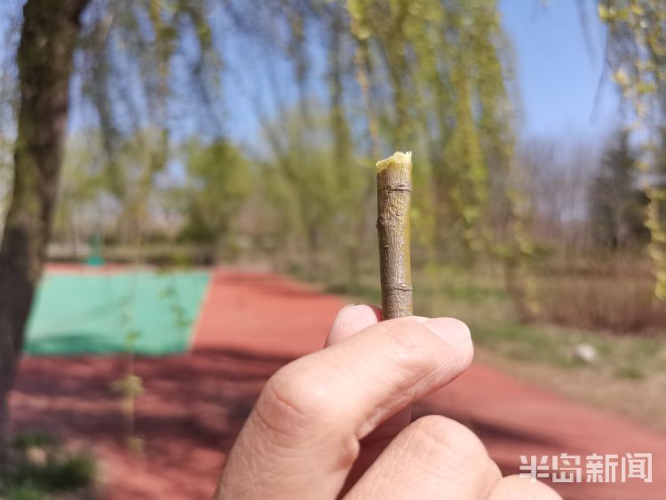 玩过“柳哨”的同学举手