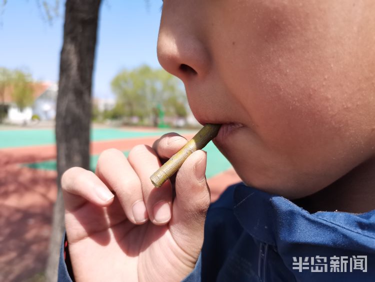 玩过“柳哨”的同学举手