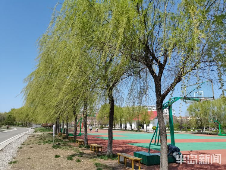 玩过“柳哨”的同学举手