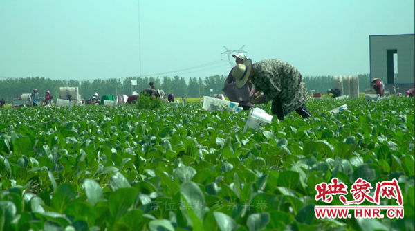 驻马店西平乡村振兴成果,河南西平振兴美丽乡村