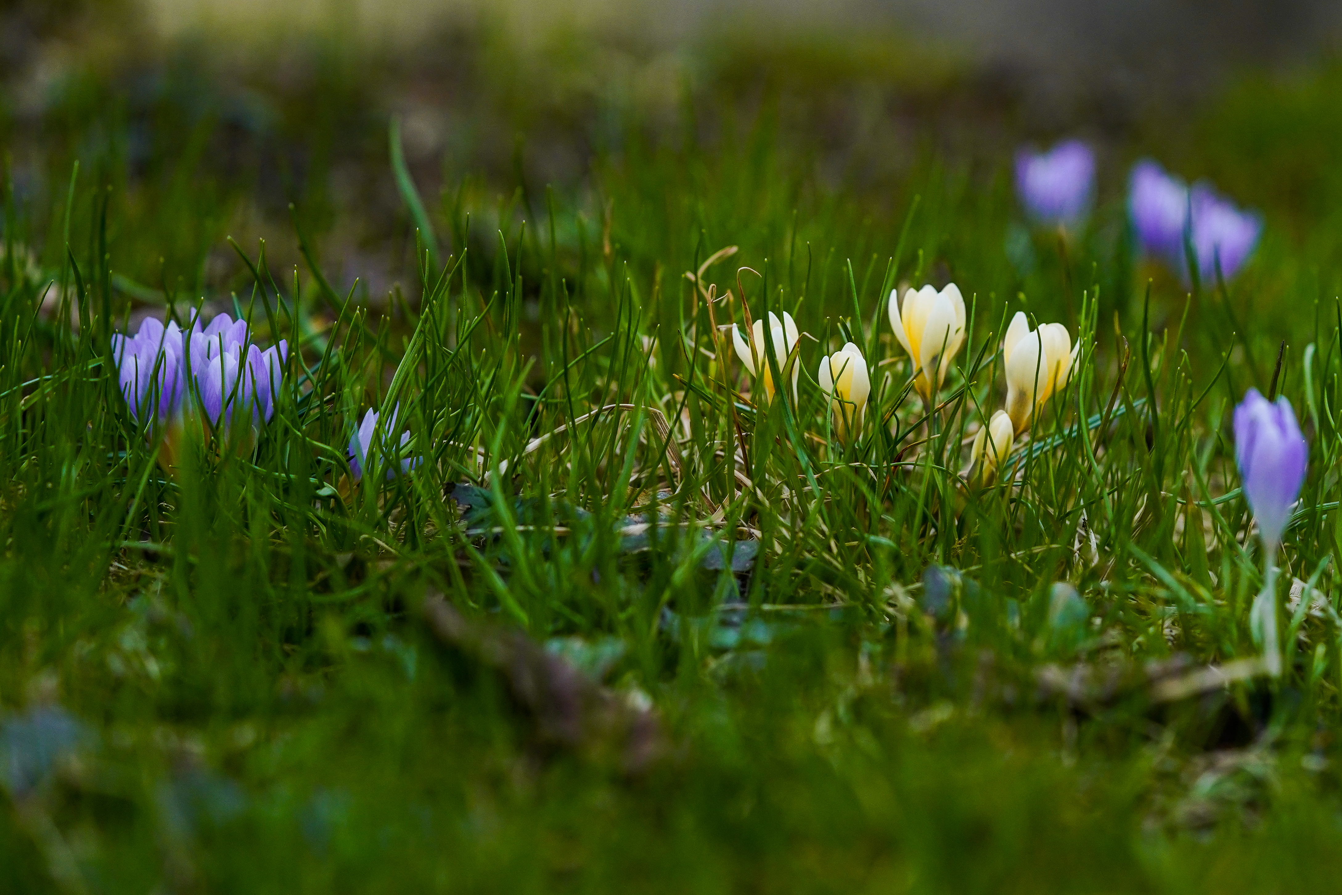 俄罗斯番红花功效,俄罗斯番红花展会