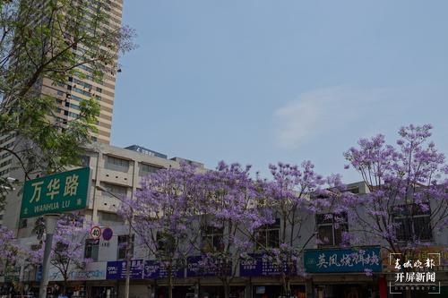 昆明蓝花楹观赏攻略,昆明六月蓝花楹最佳观赏地