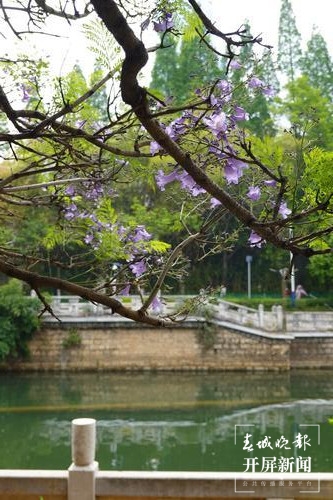 昆明蓝花楹观赏攻略,昆明六月蓝花楹最佳观赏地