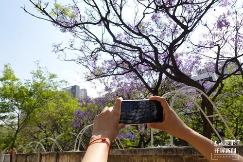 昆明蓝花楹观赏攻略,昆明六月蓝花楹最佳观赏地