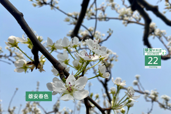 2023雄安马拉松官方视频,雄安马拉松预报名