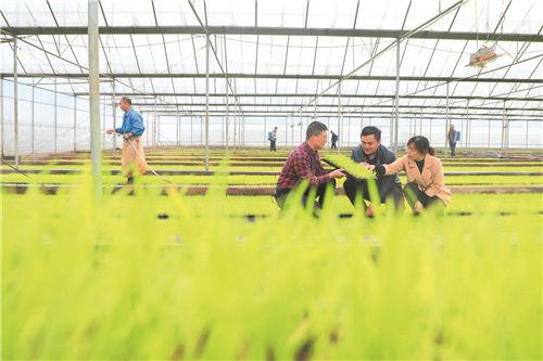 永州农业农村发展,永州青蒿种植新农人