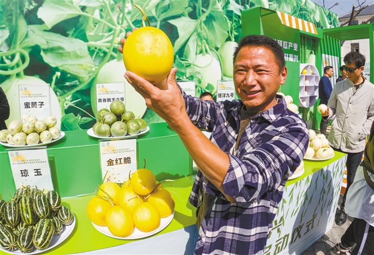 陕西阎良甜瓜超甜,陕西阎良甜瓜熟了