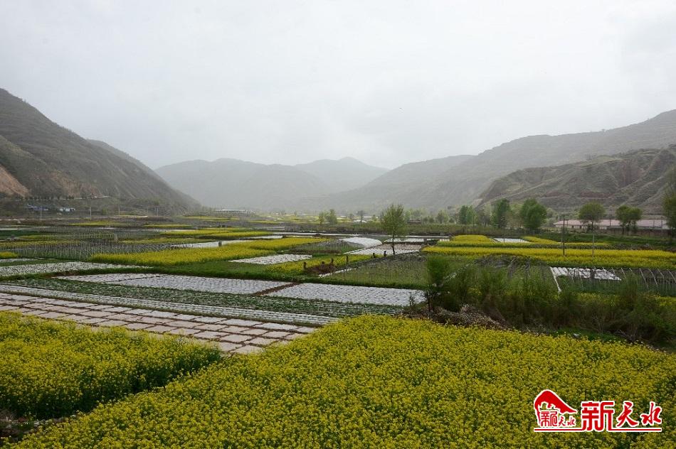 滴滴醇香油为农民致富搭“金桥”