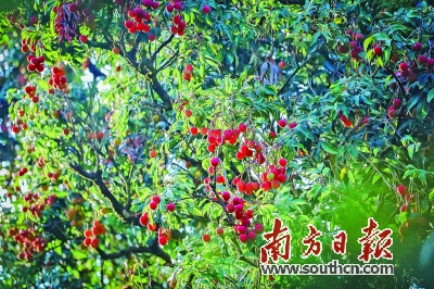 广西茂名加快发展荔枝特色产业,茂名荔枝产业现状及发展对策