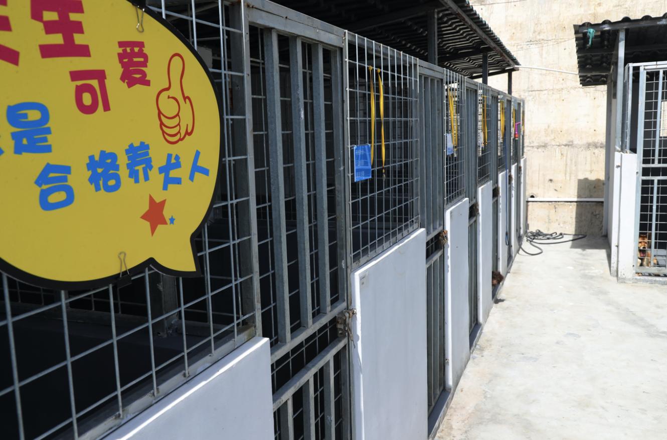 深圳领养流浪犬最新规定,深圳市领养宠物中心