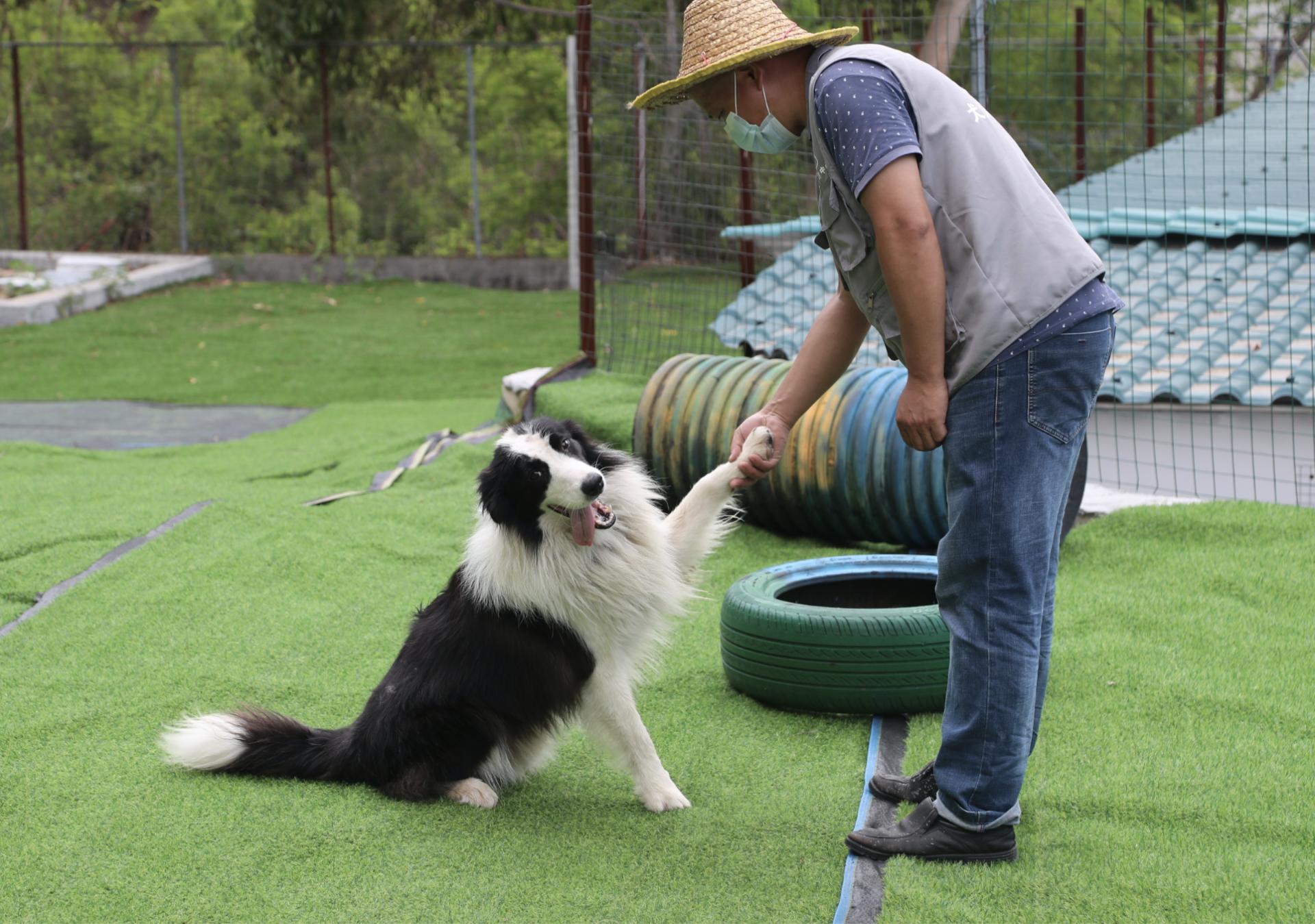深圳领养流浪犬最新规定,深圳市领养宠物中心