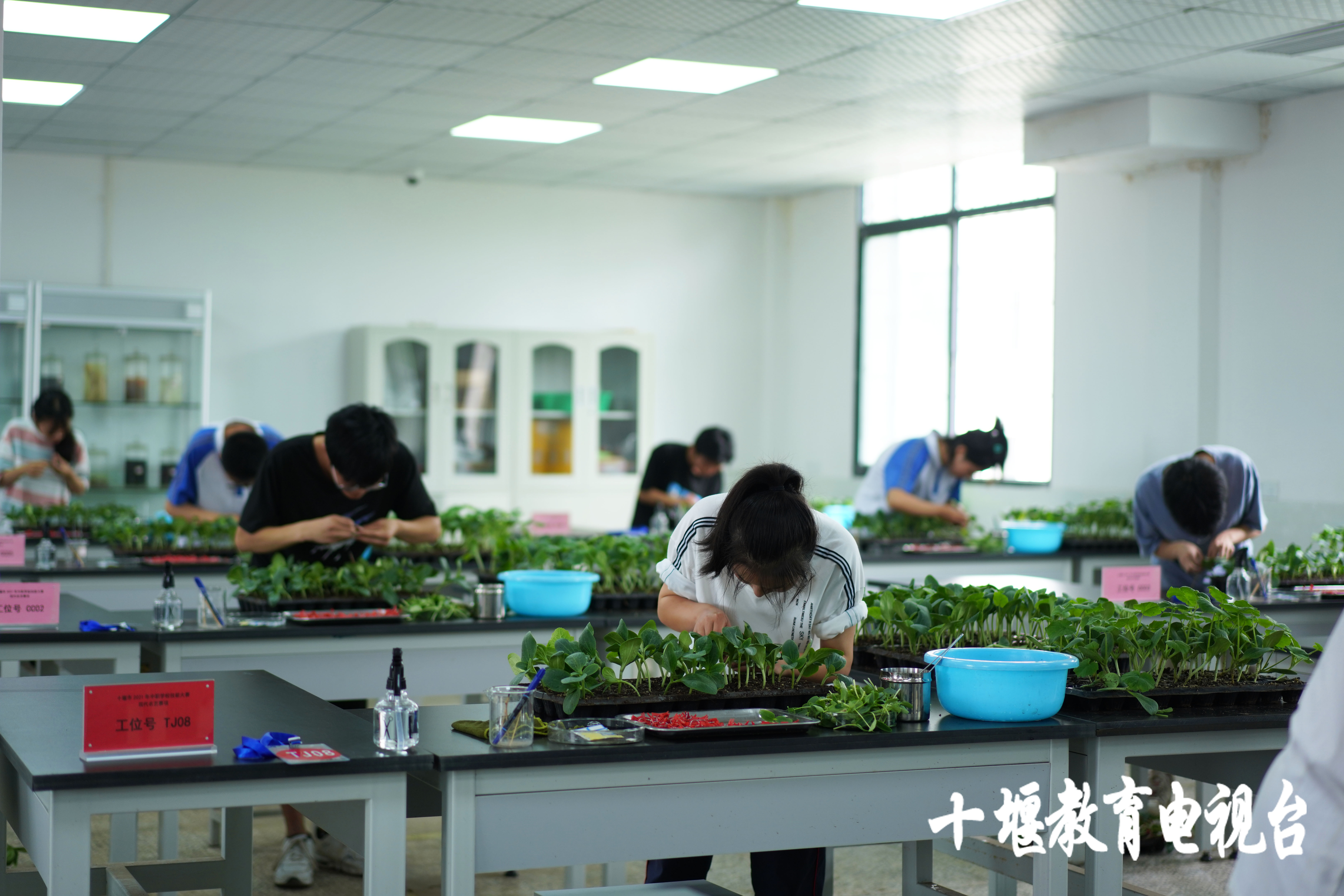 移花接木这一招,最离谱的移花接木