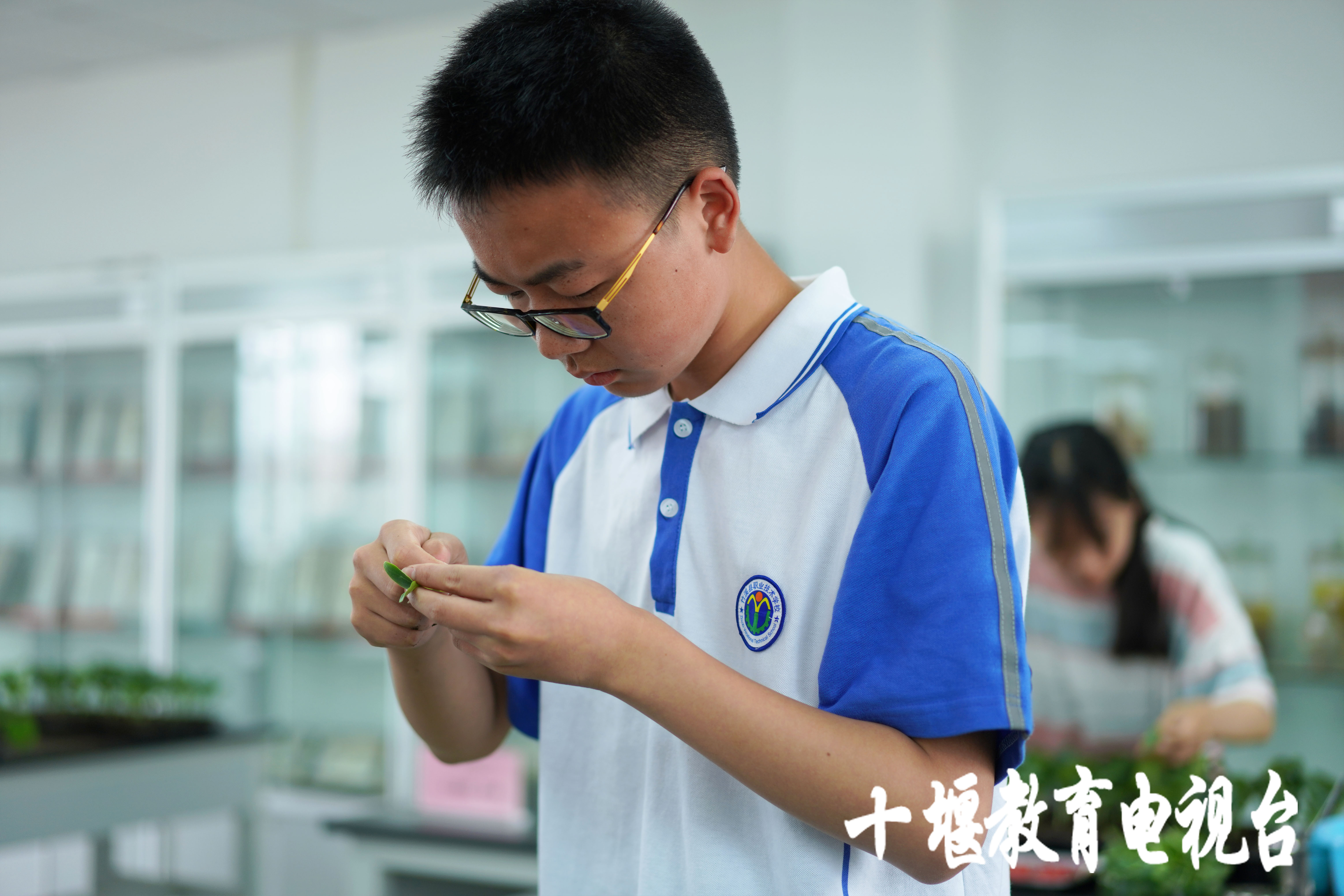 移花接木这一招,最离谱的移花接木