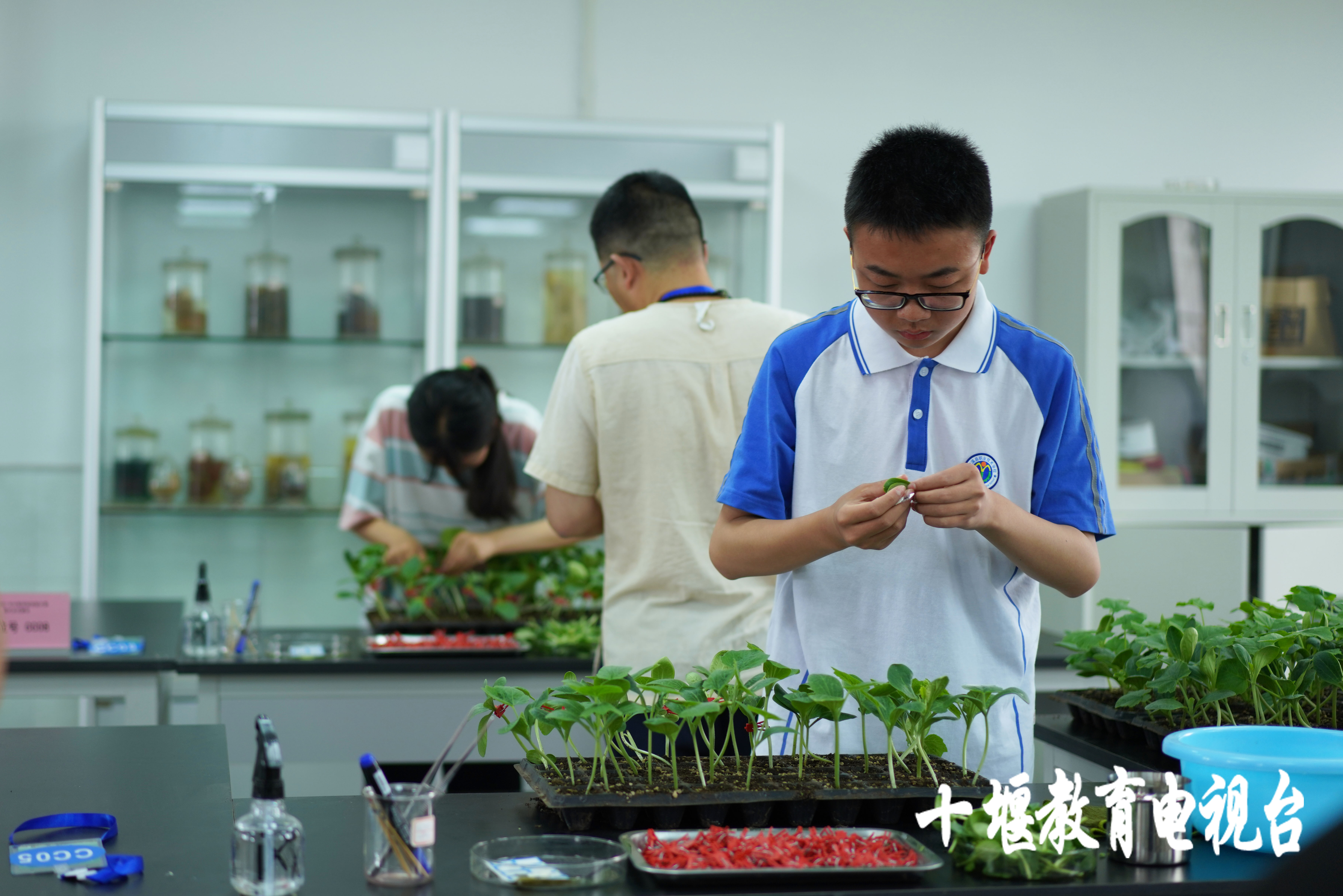 移花接木这一招,最离谱的移花接木