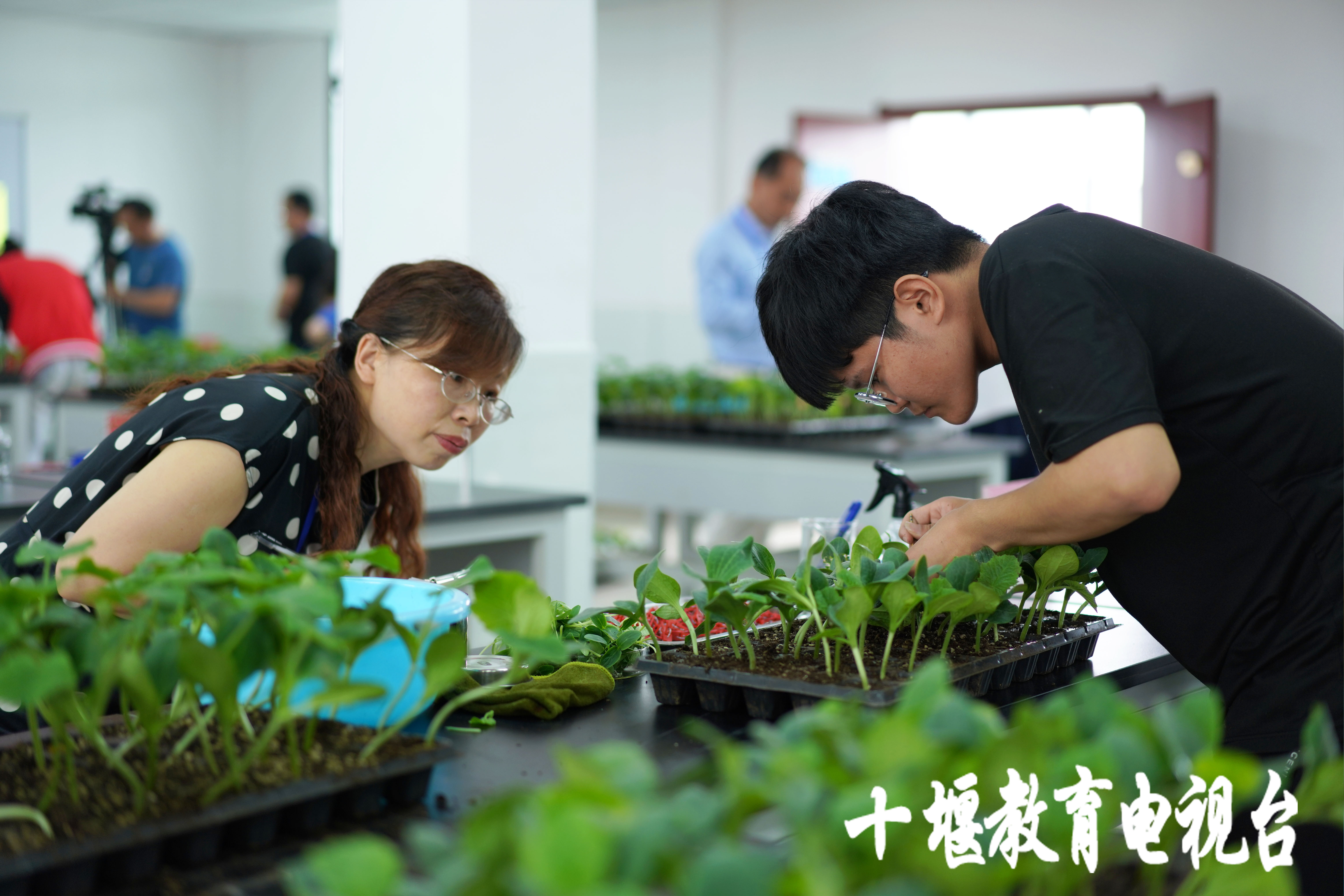 移花接木这一招,最离谱的移花接木