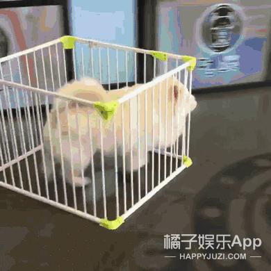 真设计鬼才！帽子是抽纸盒鞋子是充电宝，这确定不是给人添堵的？