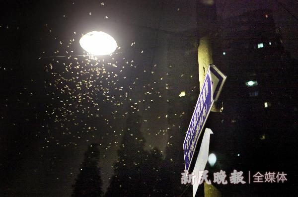 白蚁遭遇战这套防蚁攻略请收好,白蚁飞蚁彻底消灭的方法