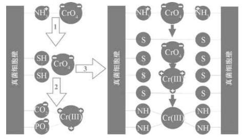 环保技术沟通,生物技术沟通展示
