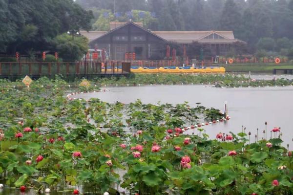五一游花博会攻略,花展怎么玩