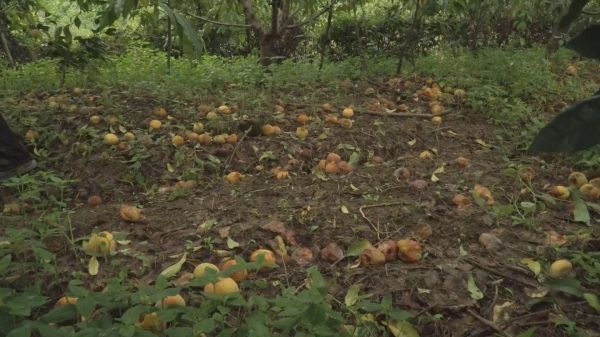 急！漳河镇40万斤果蔬急盼销路