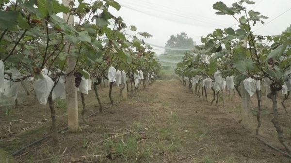 急！漳河镇40万斤果蔬急盼销路