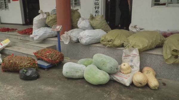 急！漳河镇40万斤果蔬急盼销路