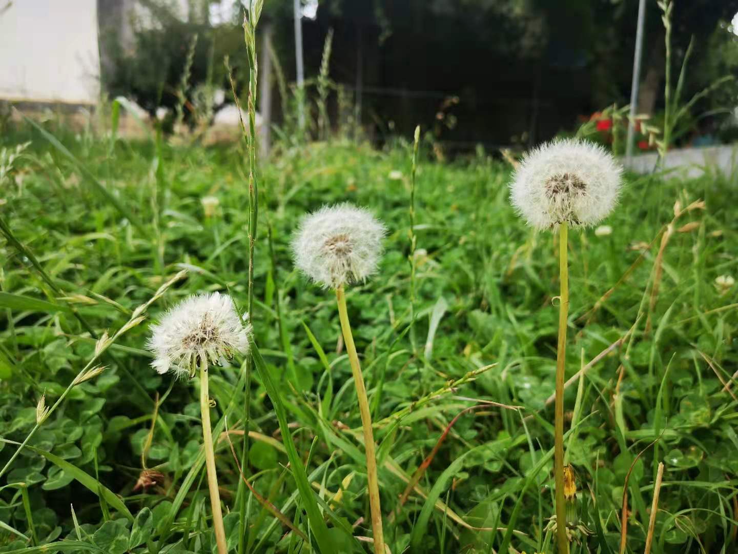 小芳阿姨聊天室：神经症的自我疗愈
