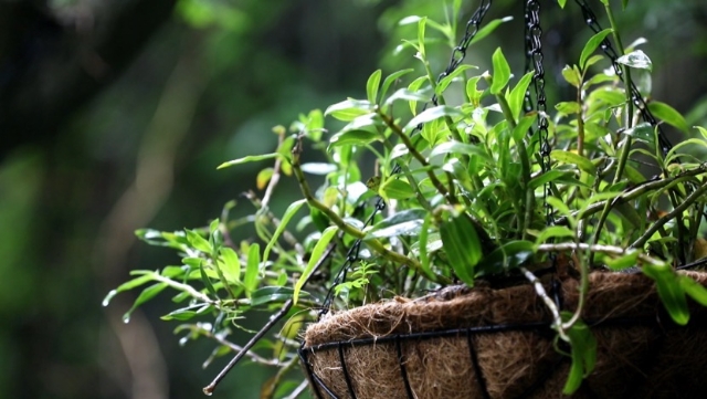 一棵历经千年的特殊树种，成了广南村民的“致富树”