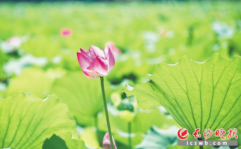 赏荷塘悦色看振兴图景