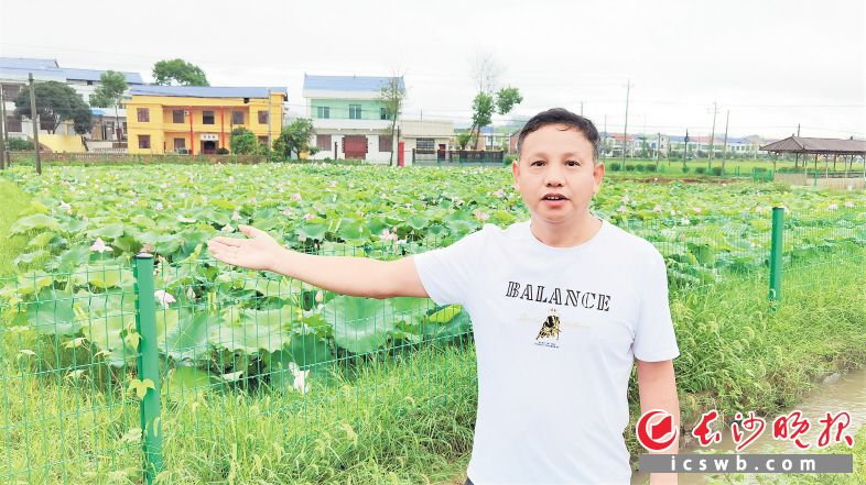 赏荷塘悦色看振兴图景