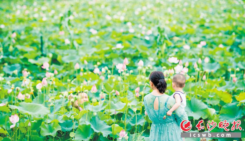 赏荷塘悦色看振兴图景