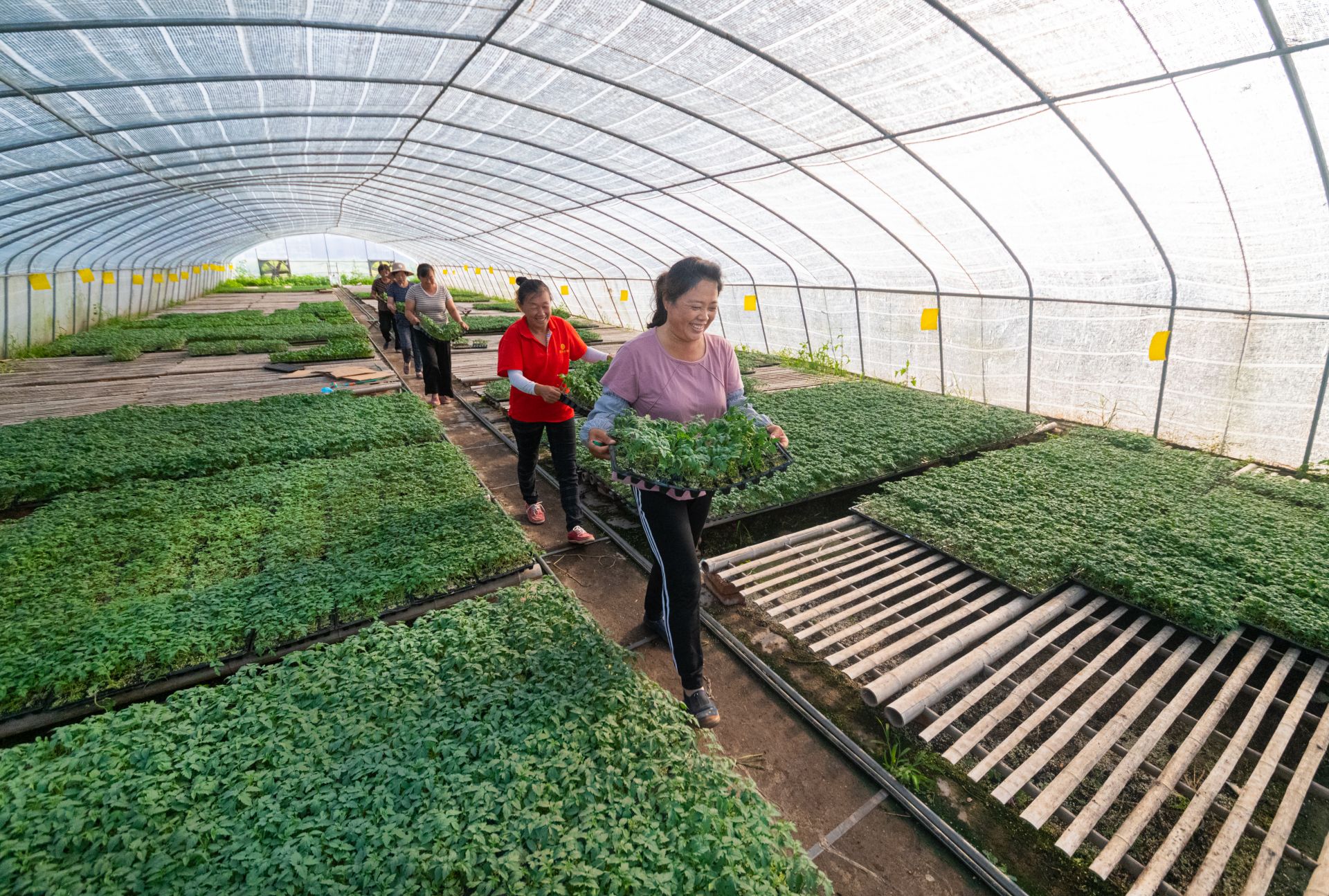 集体收入10年翻15倍！禹城禹兴街道夏季社区：大棚绿正浓乡村产业兴