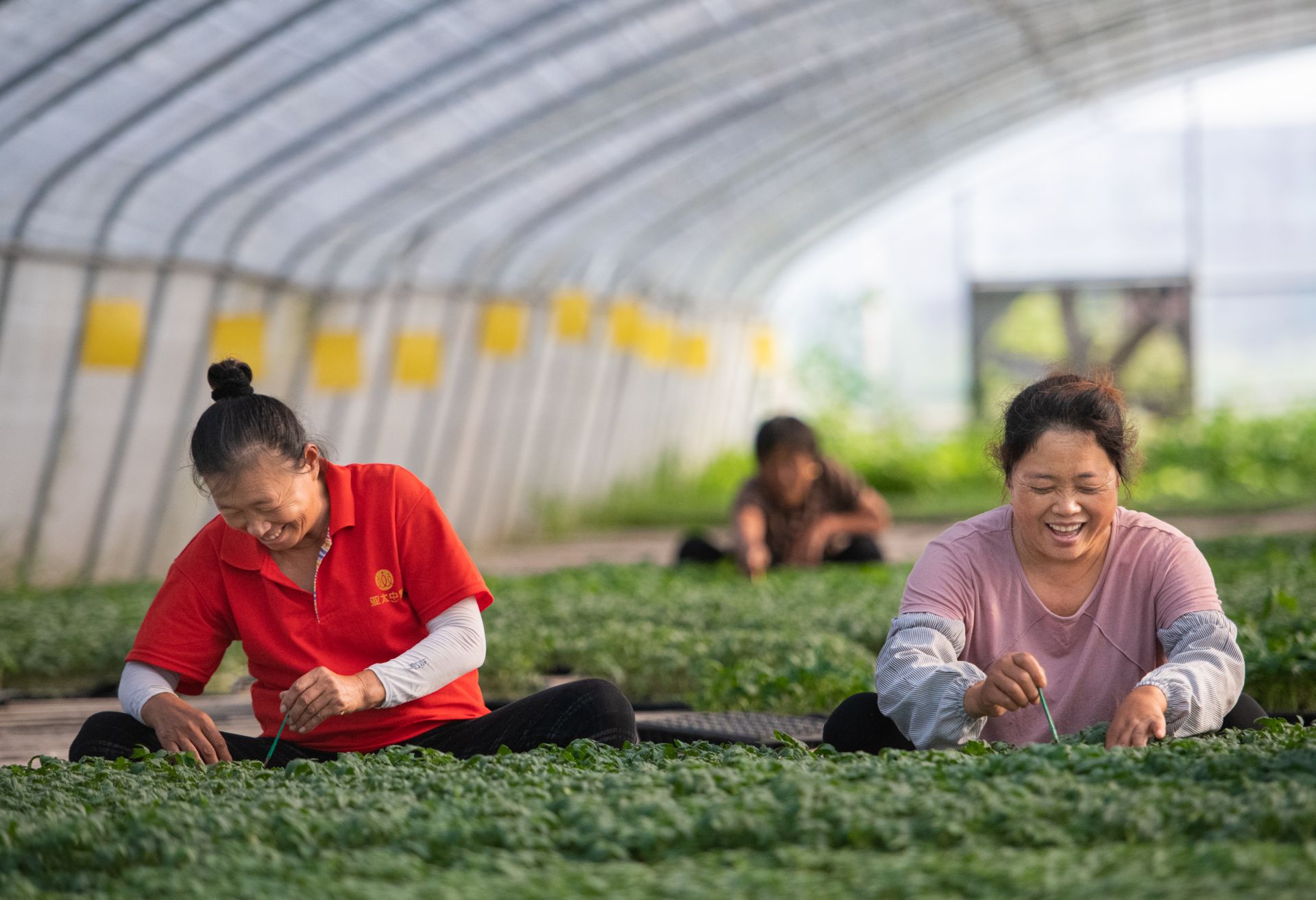 集体收入10年翻15倍！禹城禹兴街道夏季社区：大棚绿正浓乡村产业兴