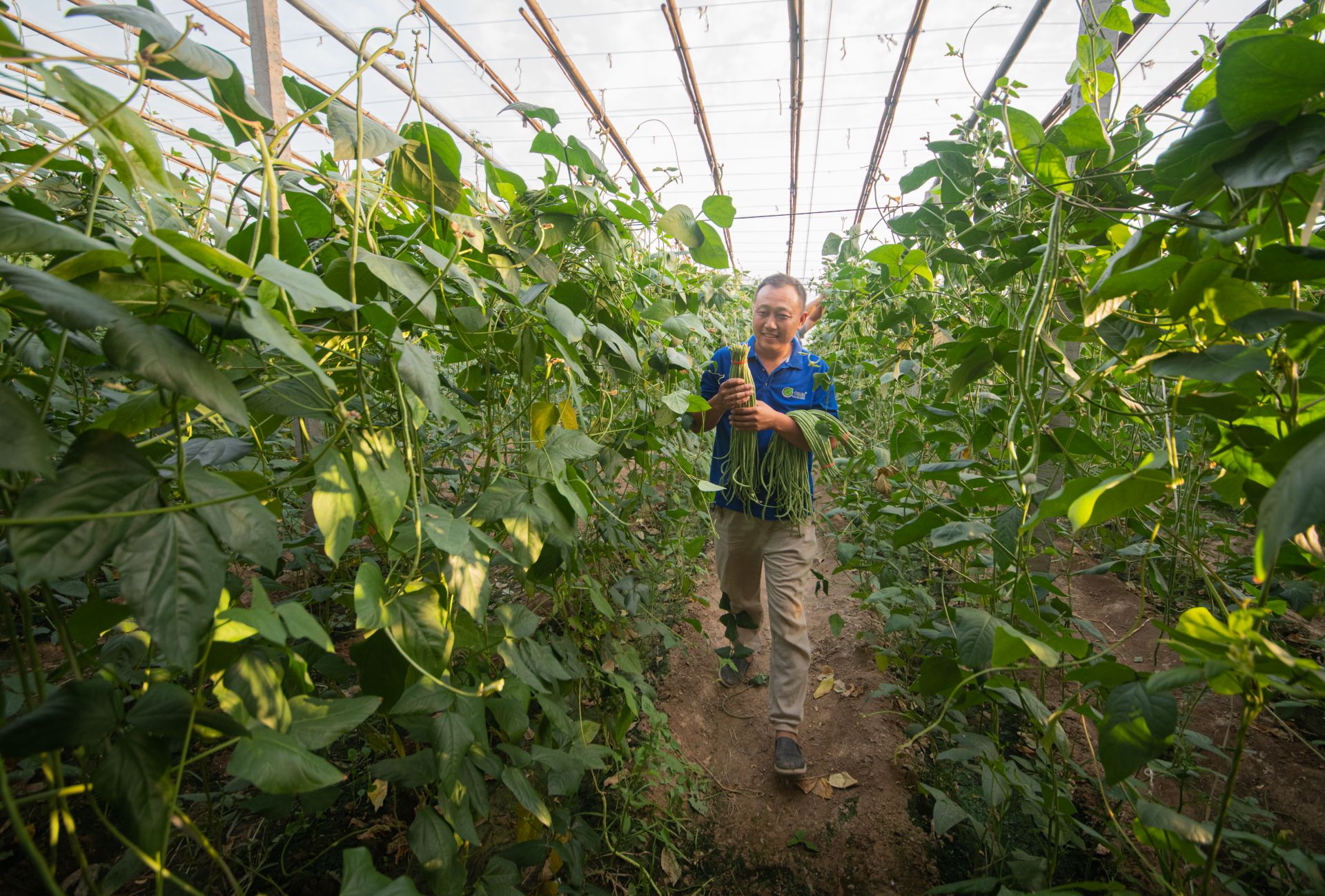 集体收入10年翻15倍！禹城禹兴街道夏季社区：大棚绿正浓乡村产业兴