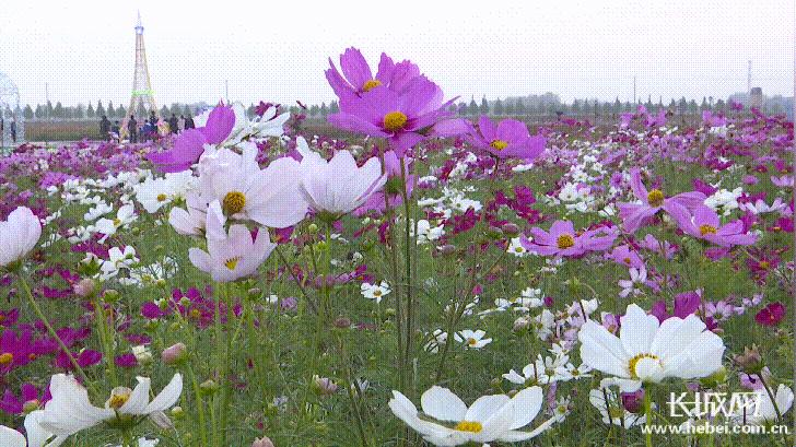 河北故城：科技“硬实力”+农旅“软文化”打造乡村振兴新引擎