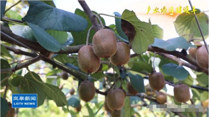 袁华巅峰时期,袁华的巅峰时刻