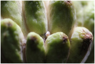 进口水果小百科系列,进口水果知识书