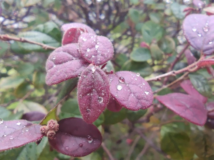 黑鲨4s游戏体验,黑鲨4s游戏测试王者荣耀