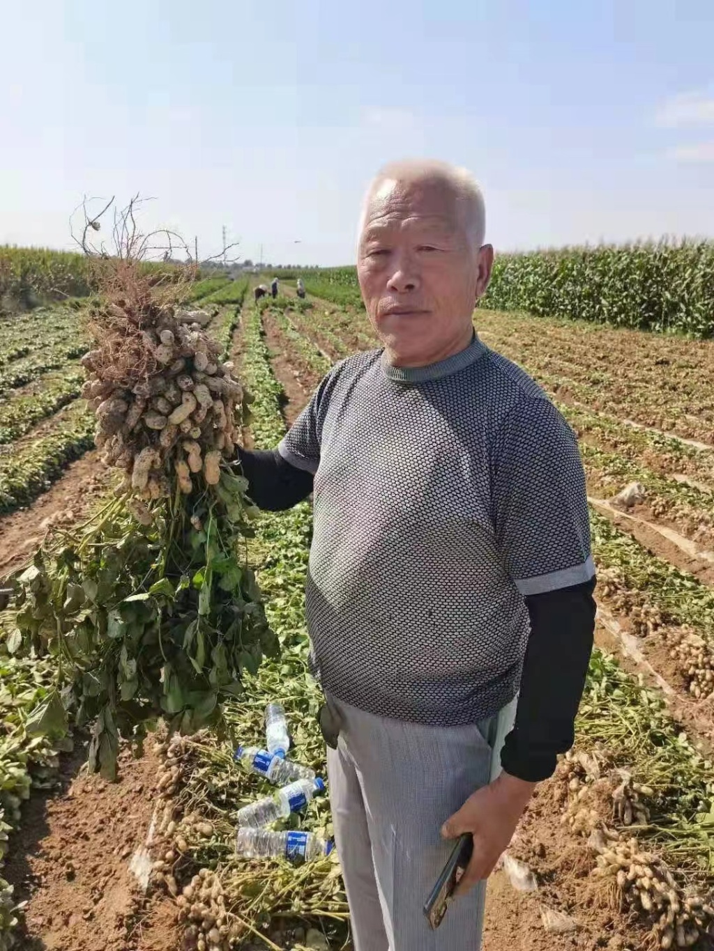 高油酸花生原种,高油酸花生种子真的好吗