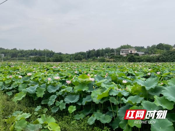 天元区：盘活集体经济闯出发展新路