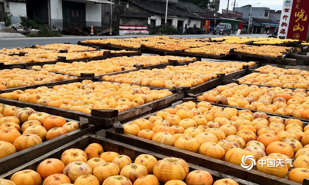 恭城柿子节天气,广西桂林恭城新鲜柿饼