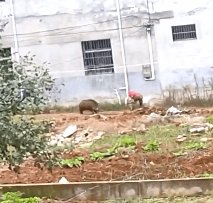 山阳野猪伤人,吓人野猪